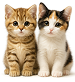 Get The Kitten